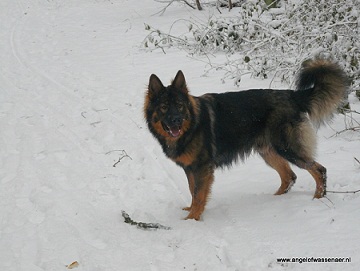 Prachtige grauwe Oudduitse Herder in de sneeuw